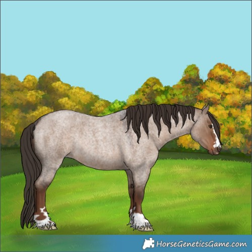 Horse Color:Liver Red Dun Roan Rabicano 