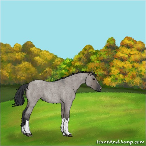 Horse Color:Grullo Roan Rabicano 