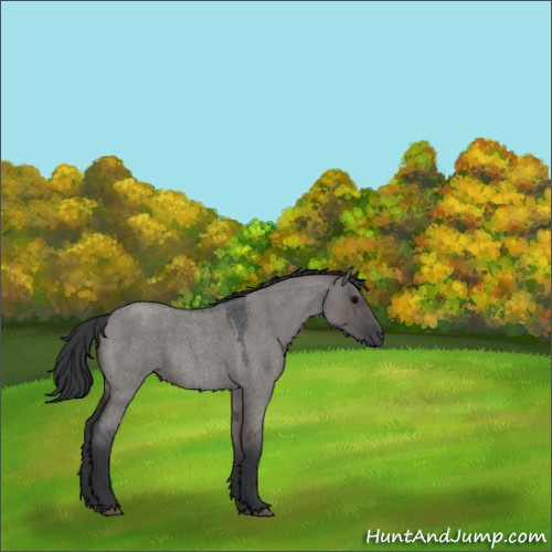 Horse Color:Grullo Roan 