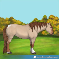 Horse Color:Red Dun Tobiano Rabicano 