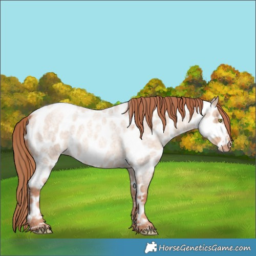Horse Color:Gold Champagne Roan Dun Appaloosa Rabicano 