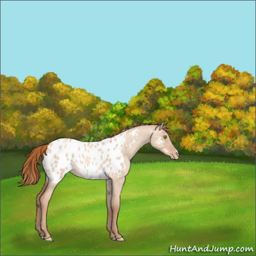 Horse Color:Gold Champagne Roan Dun Appaloosa Rabicano 