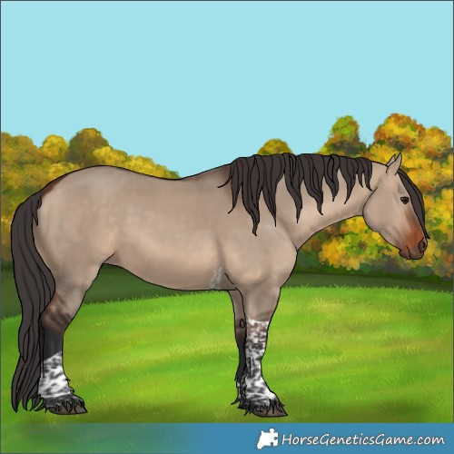 Horse Color:Bay Dun Tobiano Rabicano 