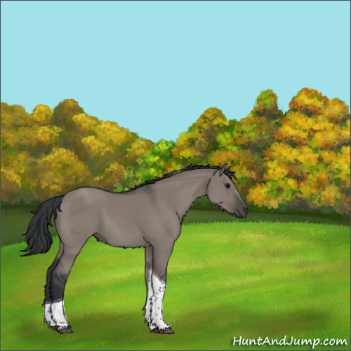 Horse Color:Grullo Sabino Tobiano Rabicano 