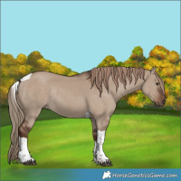 Horse Color:Liver Red Dun Tobiano Rabicano 