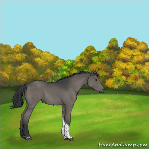 Horse Color:Grullo Tobiano 