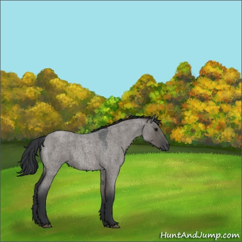 Horse Color:Grullo Roan Sabino 