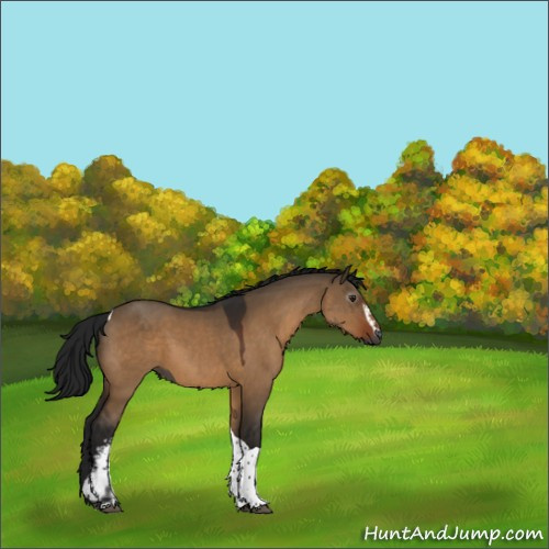Horse Color:Gray White Spotted Brown Dun Tobiano 
