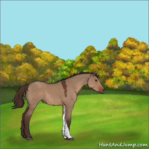 Horse Color:Liver Red Dun Tobiano 