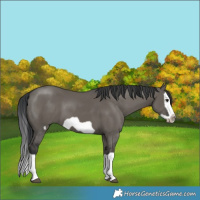 Horse Color:Grullo Splash Frame 