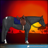 Horse Color:Black Tobiano 