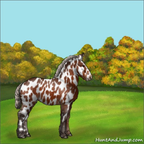 Horse Color:Silver Bay Appaloosa 