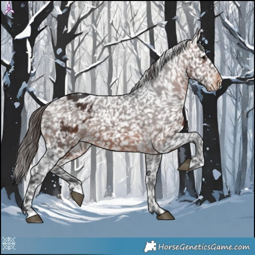 Horse Color:Brown Appaloosa 