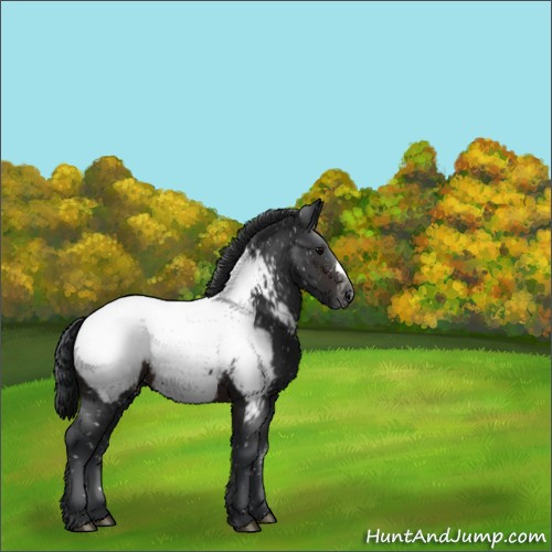 Horse Color:Brown Appaloosa 