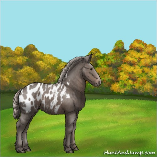 Horse Color:Silver Black Appaloosa 
