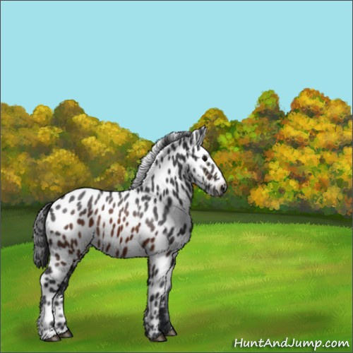 Horse Color:Brown Appaloosa 