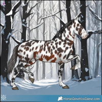 Horse Color:Brown Appaloosa