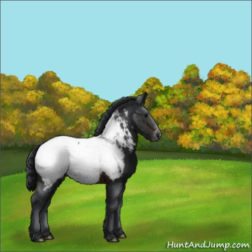 Horse Color:Brown Appaloosa 