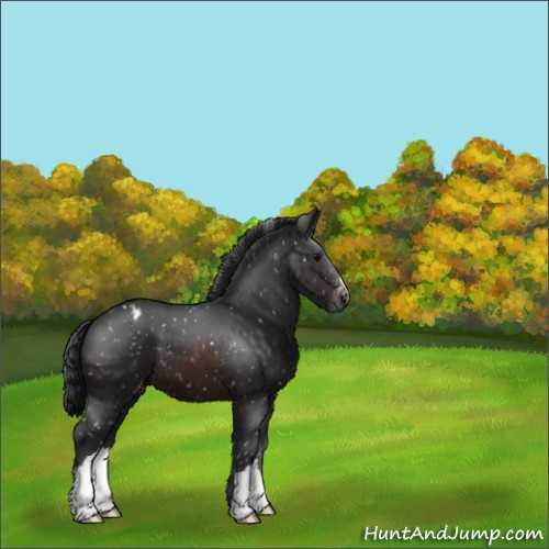 Horse Color:Brown Appaloosa 