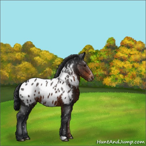 Horse Color:Brown Appaloosa 