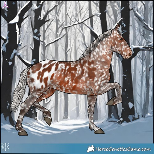 Horse Color:Silver Brown Appaloosa 