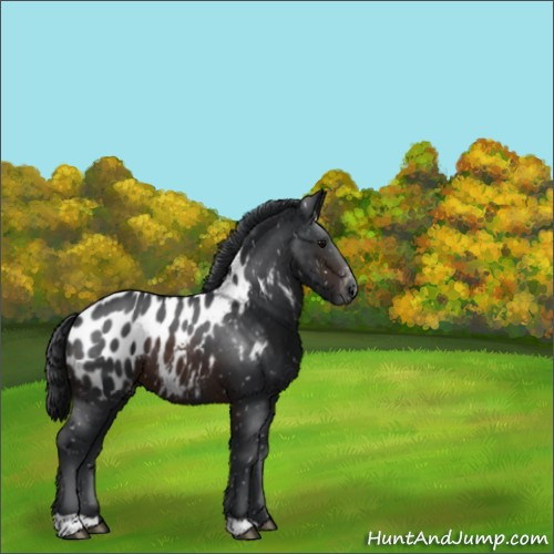 Horse Color:Brown Appaloosa 