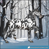 Horse Color:Brown Appaloosa 