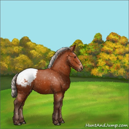 Horse Color:Silver Brown Appaloosa 