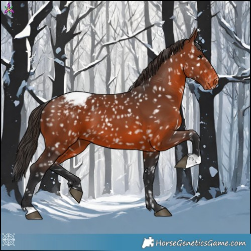 Horse Color:Brown Appaloosa 