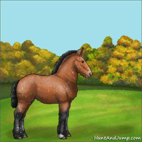 Horse Color:Bay Appaloosa 