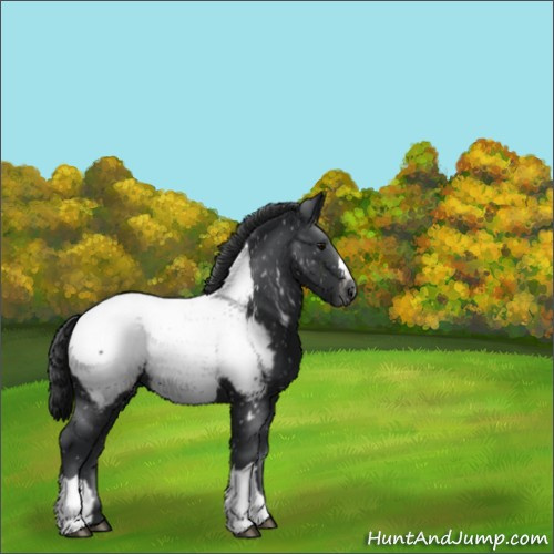 Horse Color:Black Appaloosa 