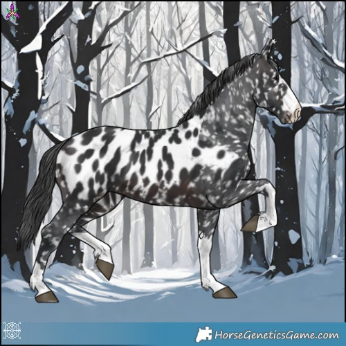 Horse Color:Brown Appaloosa 