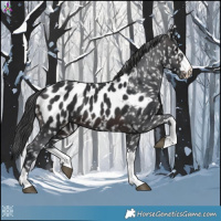 Horse Color:Brown Appaloosa 