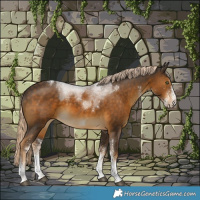 Horse Color:White Spotted Chocolate Palomino Tobiano 