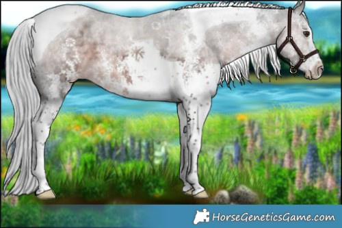 Horse Color:Platinum White Spotted Chocolate Palomino Tobiano 