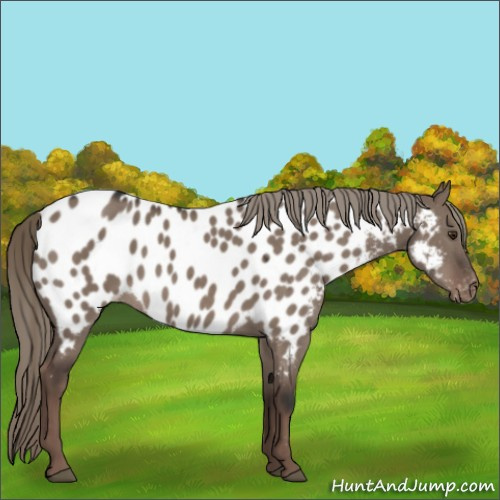 Horse Color:Liver Red Dun Mushroom Appaloosa 