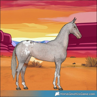Horse Color:Liver Chestnut Tobiano Appaloosa Rabicano 
