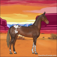 Horse Color:Liver Chestnut Tobiano Appaloosa Rabicano 