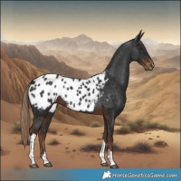 Horse Color:Liver Chestnut Tobiano Appaloosa 