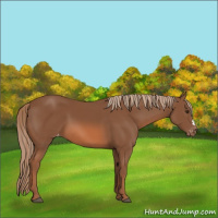Horse Color:Chestnut Appaloosa 