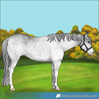 Horse Color:White Spotted Black Rabicano
