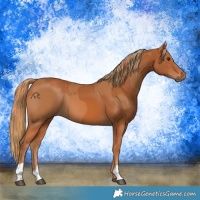 Horse Color:Chestnut  and Chestnut 