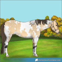 Horse Color:White Spotted Buckskin Dun 