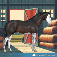 Horse Color:Brown Splash 
