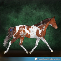 Horse Color:White Spotted Chocolate Bay Tobiano 