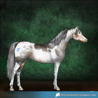Horse Color:Gray Buckskin Tobiano 