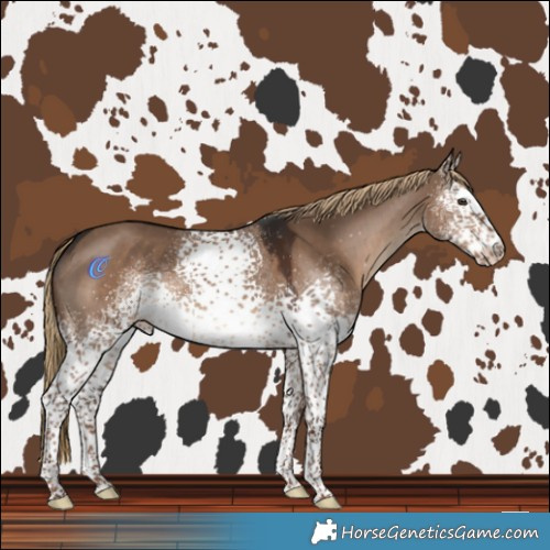 Horse Color:White Spotted Liver Red Dun 