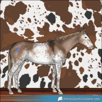 Horse Color:White Spotted Liver Red Dun 