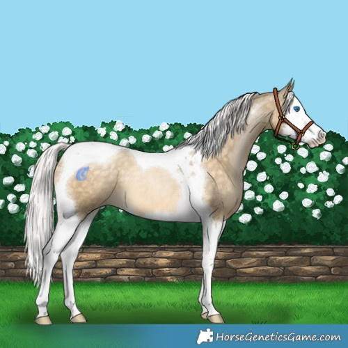 Horse Color:Silver Buckskin Pearl Splash Tobiano 
