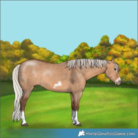 Horse Color:Silver Brown Dun Splash Frame Rabicano